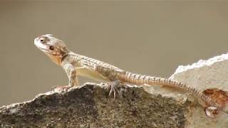 Wildlife Lizard Ground Agama Agama Aculeata [upl. by Ordnagela]