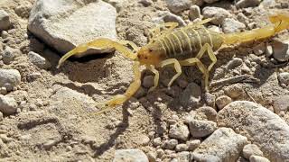 Meet the Yellow Fat Tailed Scorpion [upl. by Edak]