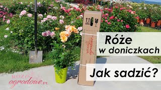 Jak sadzić róże latem Najważniejsze zasady [upl. by Danyelle]