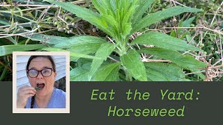 Eat the Yard  Horseweed [upl. by Noivart]