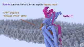 Structural basis for amylin receptor phenotype  How do peptides activate AMYRs animated  music [upl. by Stauder322]