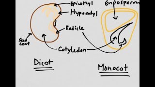 Plant Reproduction Monocots vs Dicots [upl. by Akkina]