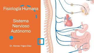 Neurofisiología  Sistema Nervioso Autónomo [upl. by Truscott]