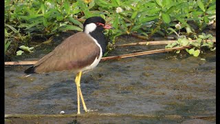 The red wattled lapwing [upl. by Selrhc55]