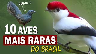 As 10 AVES MAIS RARAS DO BRASIL  Espécies extremamente raras que ainda vivem na natureza [upl. by Ailaro221]