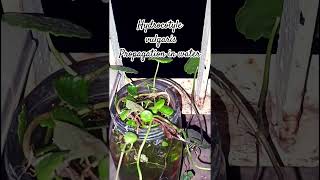 Hydrocotyle vulgaris propagation in water succulentsanctuary plants follow succulentsanctuary [upl. by Kerk]