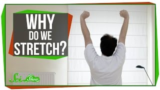 Why Do We Stretch in the Morning [upl. by Asereht]