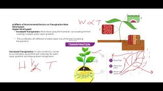 TRANSPIRATION amp ITS FACTORS 5090 O LEVEL BIOLOGY [upl. by Ahsert]