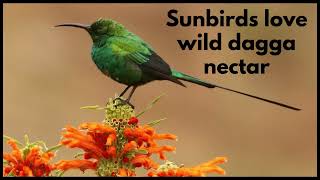 SUNBIRDS LOVE WILD DAGGA NECTAR [upl. by Marcela]