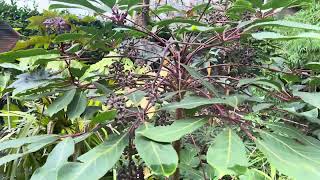 Flowering Schefflera [upl. by Ardnaik]