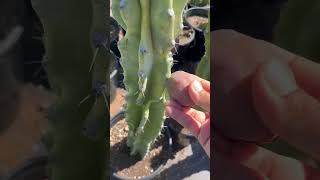 Picking cactus fruits foryou fruit cactus picking [upl. by Aissyla]