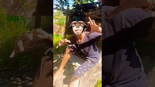 Monkey 🐒🐒🐒 monkey viralshort funny entertainmentr funnyanimal youtubeshorts trendingshorts [upl. by Akcimahs]