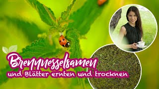 Brennesselsamen und Blätter der Brennnessel ernten und trocknen brennnessel wildkräuter [upl. by Elwyn210]