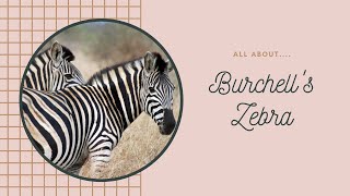 Burchells Zebra facts 🦓 only zebra which may be legally farmed 🐄 [upl. by Eeslehc]