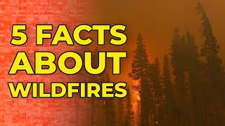 5 Facts About Wildfires [upl. by Ardnahcal620]