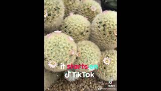 คามิเน่ 🌵Mammillaria carmenae 🌸สีดอกชมพูๆค่า [upl. by Dlnaod166]