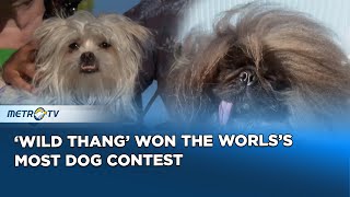 Wild Thang Won The Worlds Most Dog Contest [upl. by Gina]