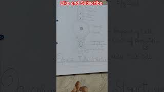 ✨ Ogonium Thallus Structure Diagram ✨ shorts BSc [upl. by Nolitta]