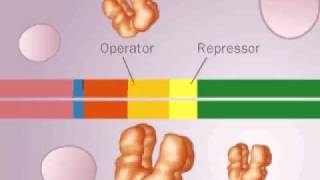 operon LAC [upl. by Ranip]