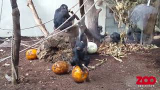 Chimpanser får græskar fra Halloween  Copenhagen Zoo [upl. by Devland]