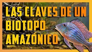 Las claves de un Biotopo Amazónico [upl. by Jansson]