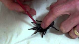 Grooming Tips for a Funnelweb Spider [upl. by Rosemaria]