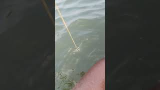 fishing fiish beachfishing fish filefish carp fihing carpfishing fiahing videogama [upl. by Anovahs]