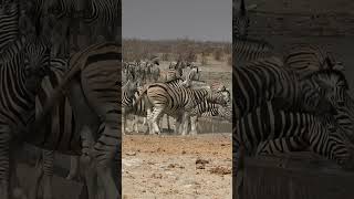 Zebra in Etosha National Park Namibia [upl. by Kendyl]