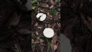 Amazing Wild Mushroom Survival amazingfarming food mushroomlife mushroomgrowing nature fruit [upl. by Ferne913]