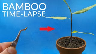 BAMBOO Growing From Seed Timelapse [upl. by Leupold]