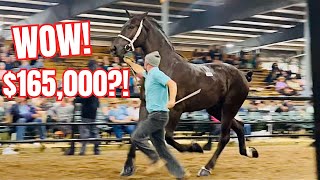 Massive Draft Horse Auction In Indiana [upl. by Ataner]