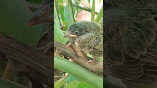 baby birds catch on cam eye shortsviral birdslovers birdsforcats vieralshorts mirahmedgb [upl. by Arturo]