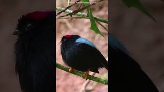 Beautiful Longtailed Manakin Male [upl. by Savill288]