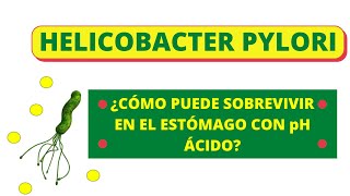 La bacteria Helicobacter Pylori [upl. by Glen]