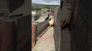 You can’t beat a good sheepdog sheepfarming youtubeshorts sheephusbandry sheepfarm [upl. by Bekelja]