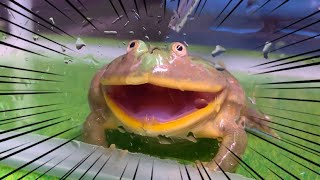 バジェットガエルの叫び Budget Frog is angry [upl. by Valonia]