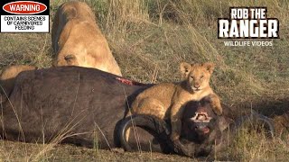 Lions Cubs Play On A Buffalo  Maasai Mara Safari  Zebra Plains [upl. by Ulund]