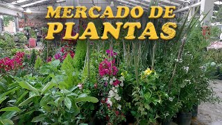 Mercado Nacional de Plantas venta y comercio ornamentales aromáticas jardín abono fertilizantes [upl. by Field561]