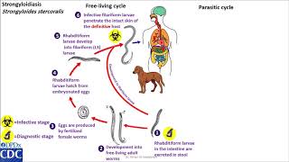 Strongyloides stercoralis life cycle [upl. by Cirenoj]