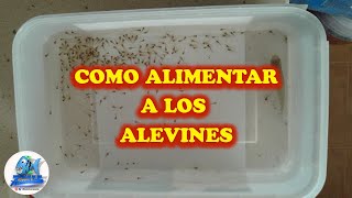 COMO ALIMENTAR A LOS ALEVINES [upl. by Nunnery]