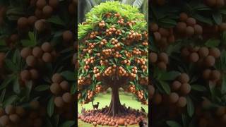 How to grow Sepodilla Tree  plants planting grow grafting nature shorts [upl. by Kono]