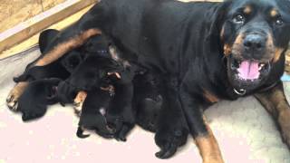 Rottweiler Puppies with Mom 1 week old [upl. by Eelyak]