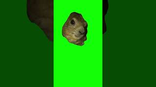 Hyrax Screaming AWAWA meme  Green Screen [upl. by Aikyt]