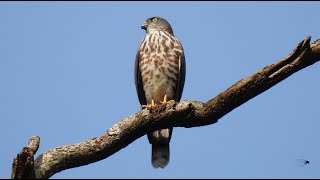 1130910 The Chinese sparrowhawk is a autumn migrant in NeiHu [upl. by Sacci786]