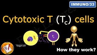 Cytotoxic T Tc cells or Killer T cells FLImmuno33 [upl. by Am230]