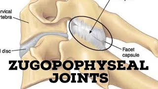 Zygopophyseal joints [upl. by Alysoun]