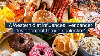 A Western diet affects galectin1 signaling promoting the development of liver cancer [upl. by Neyud87]