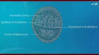 Gastrulation  Formation of Germ Layers [upl. by Chappy]