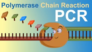 PCR  Polymerase Chain Reaction IQOGCSIC [upl. by Adnirb150]