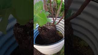 Fig Tree amp Vego Garden Planter [upl. by Ailiec762]